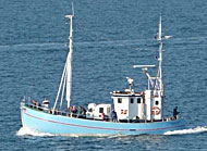 Havfiskeri Øresund Lystfiskerture Juventus M-S Helsingør Helsingør